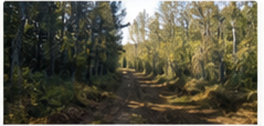 Cleared access lane through wooded property